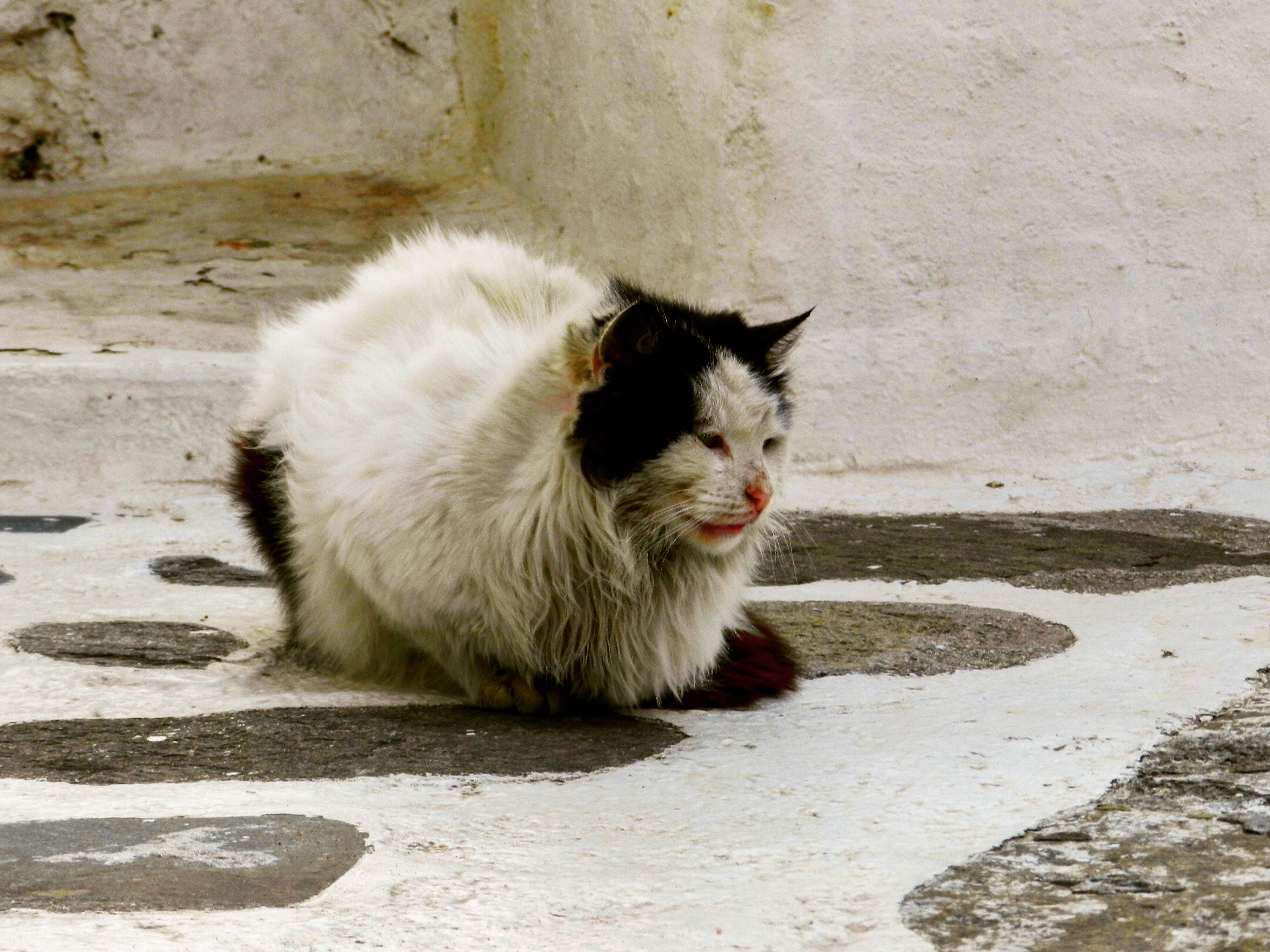 Black and white cat sitting on a stone street
