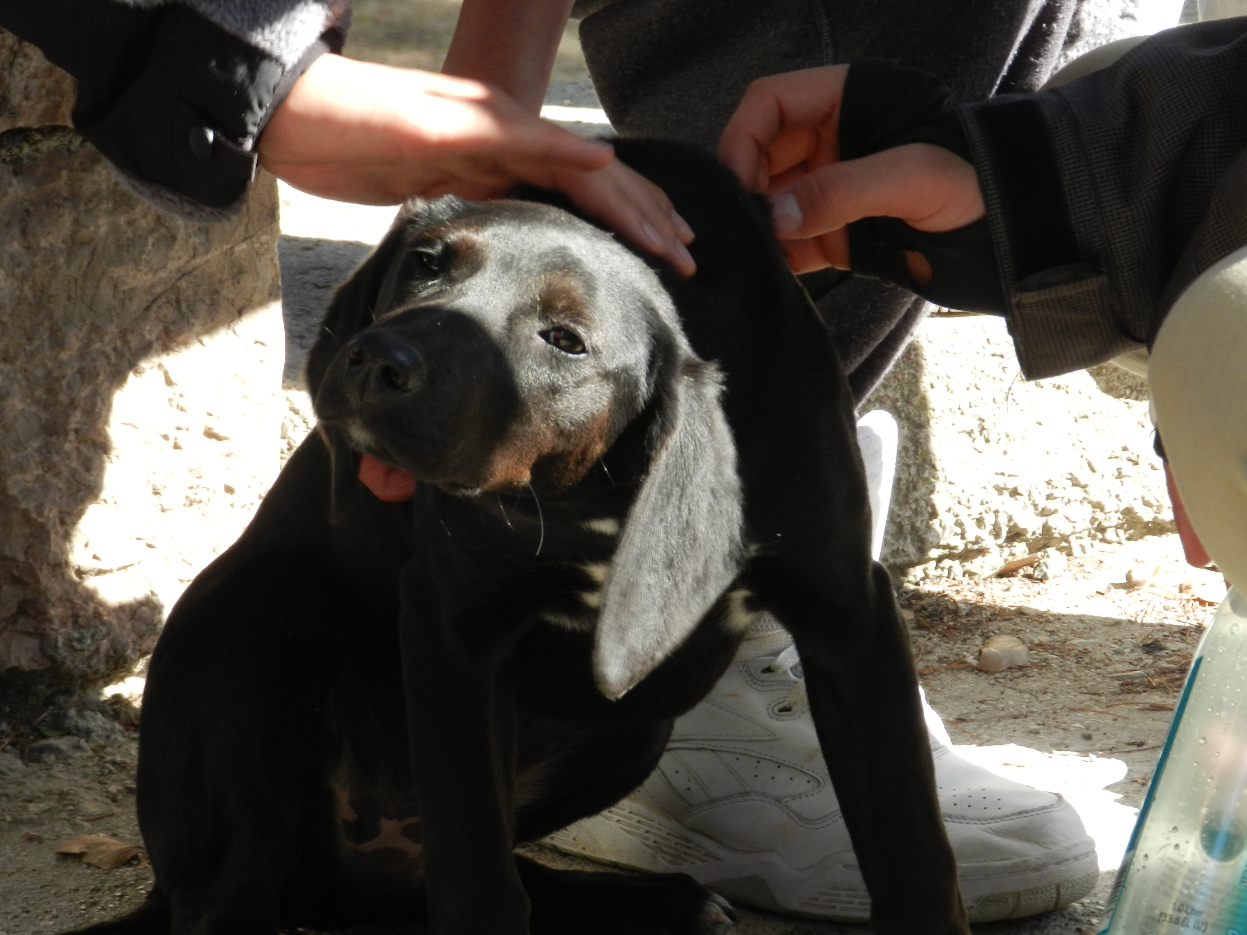 Dog being petted outdoors