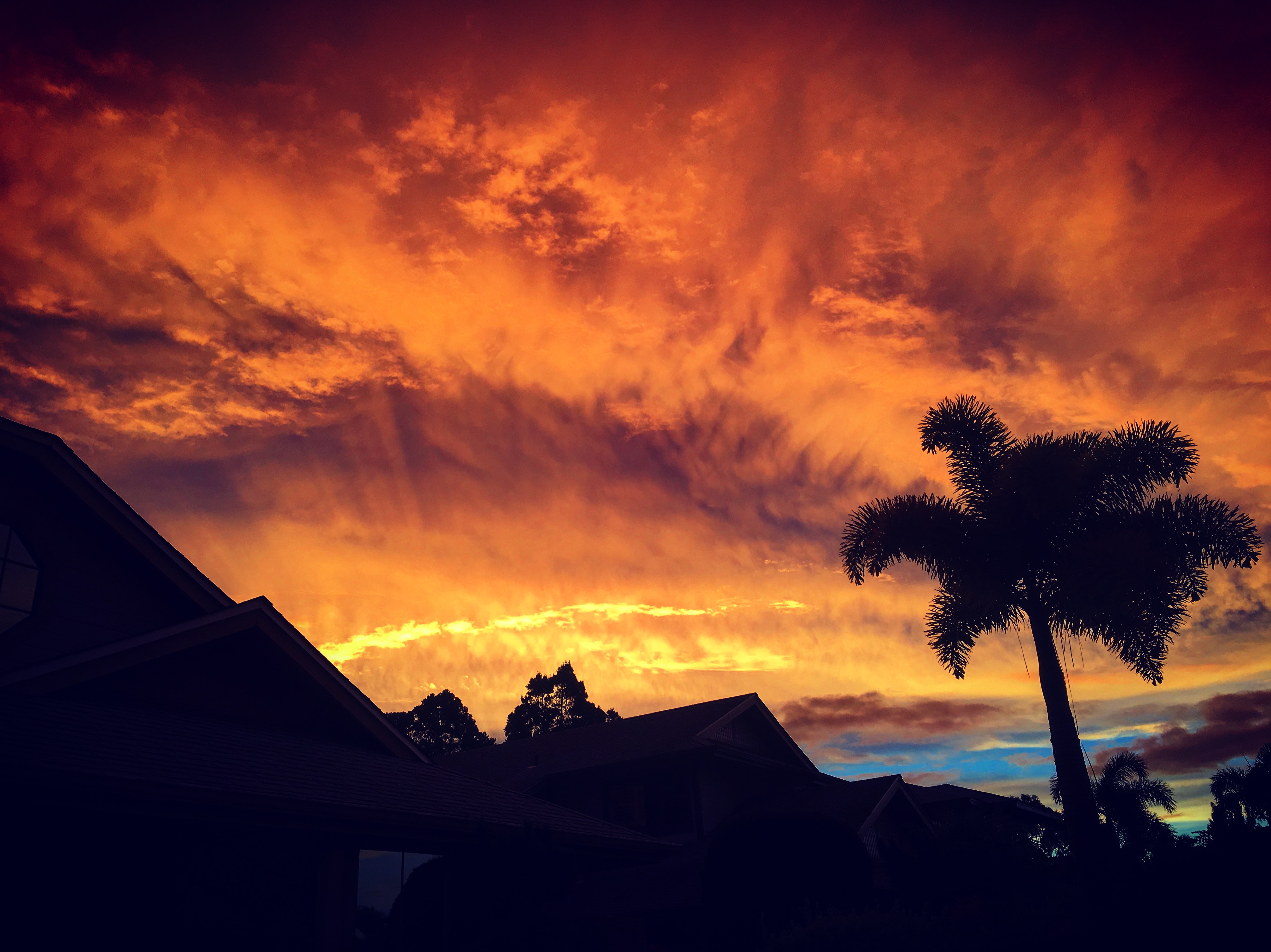 Fiery orange sunset behind a palm tree silhouette