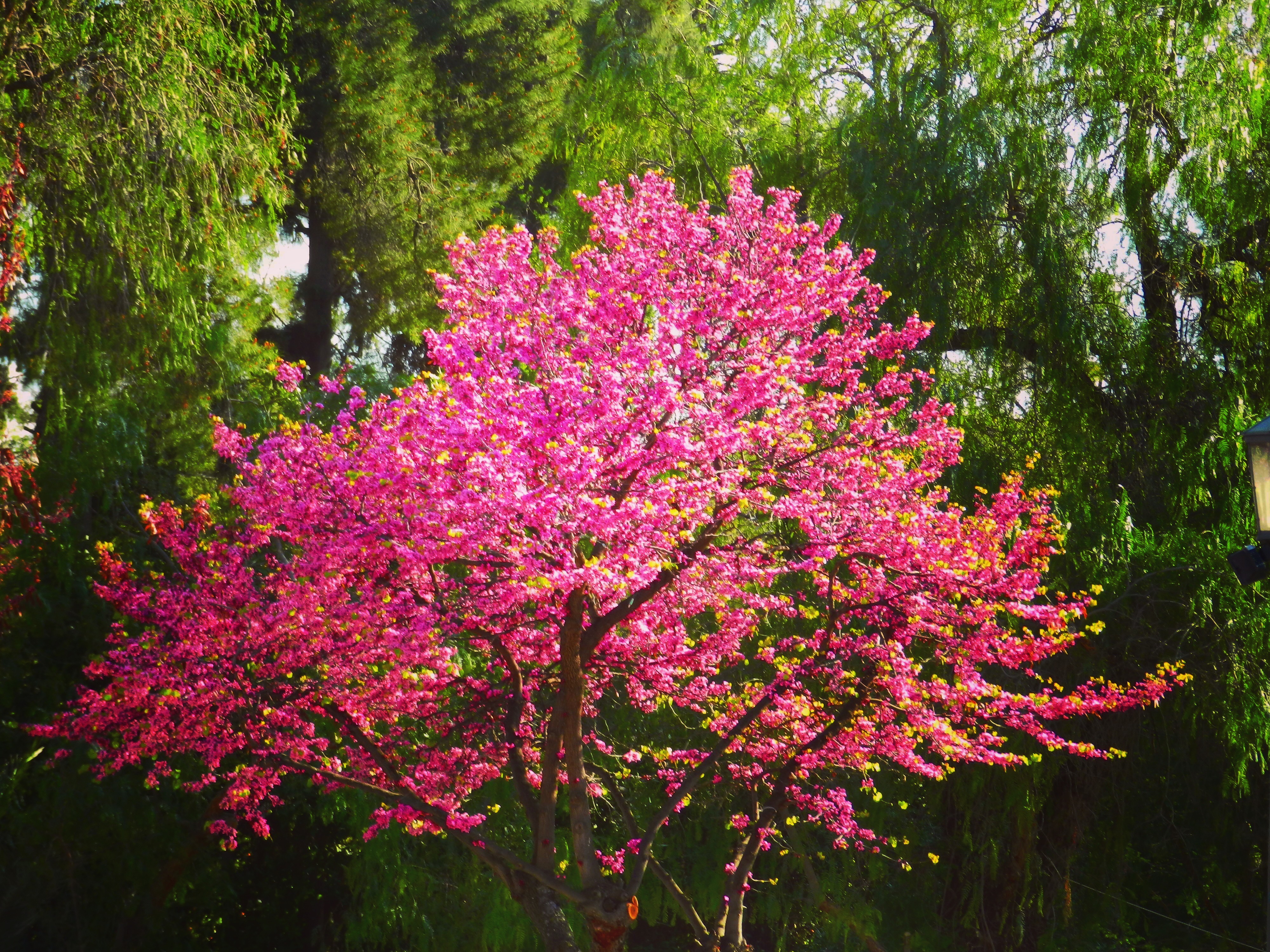 Pink blossom tree in front of green trees