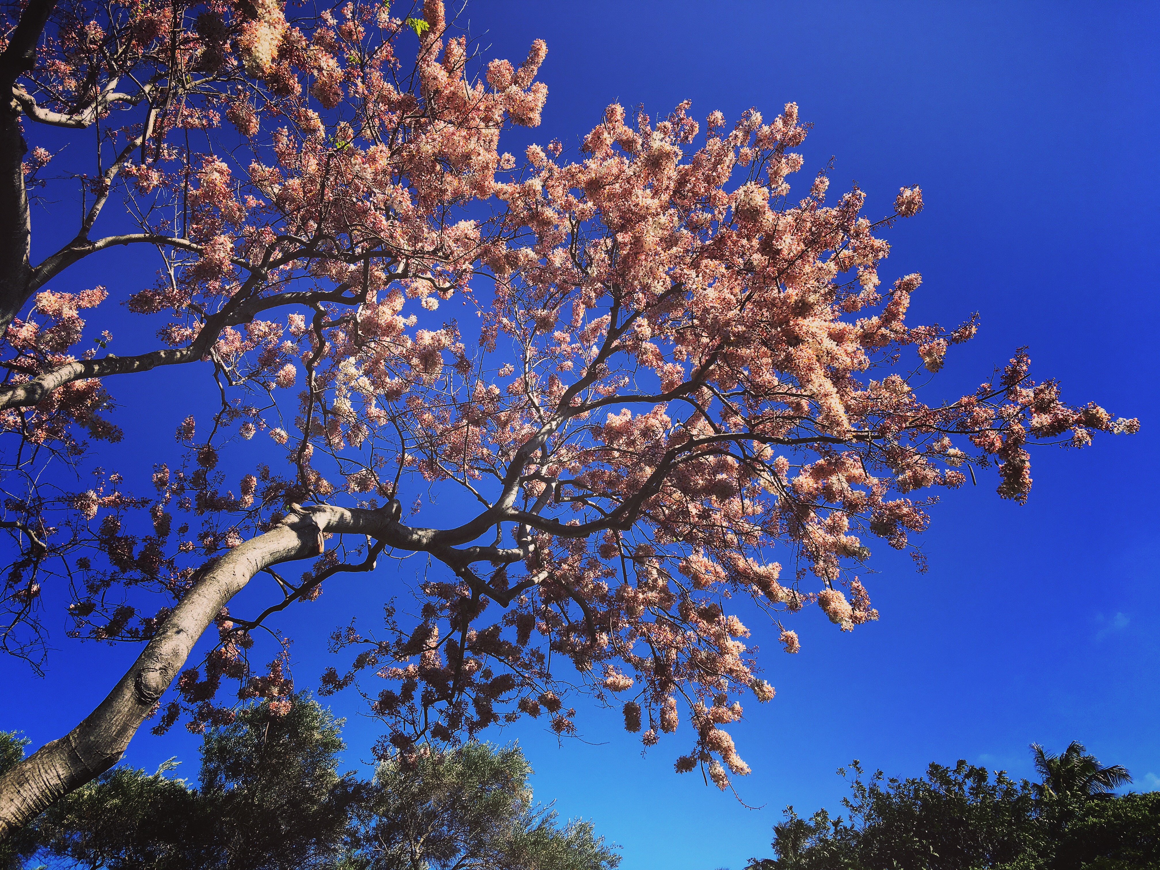 Pink blossom tree branches against a blue sky