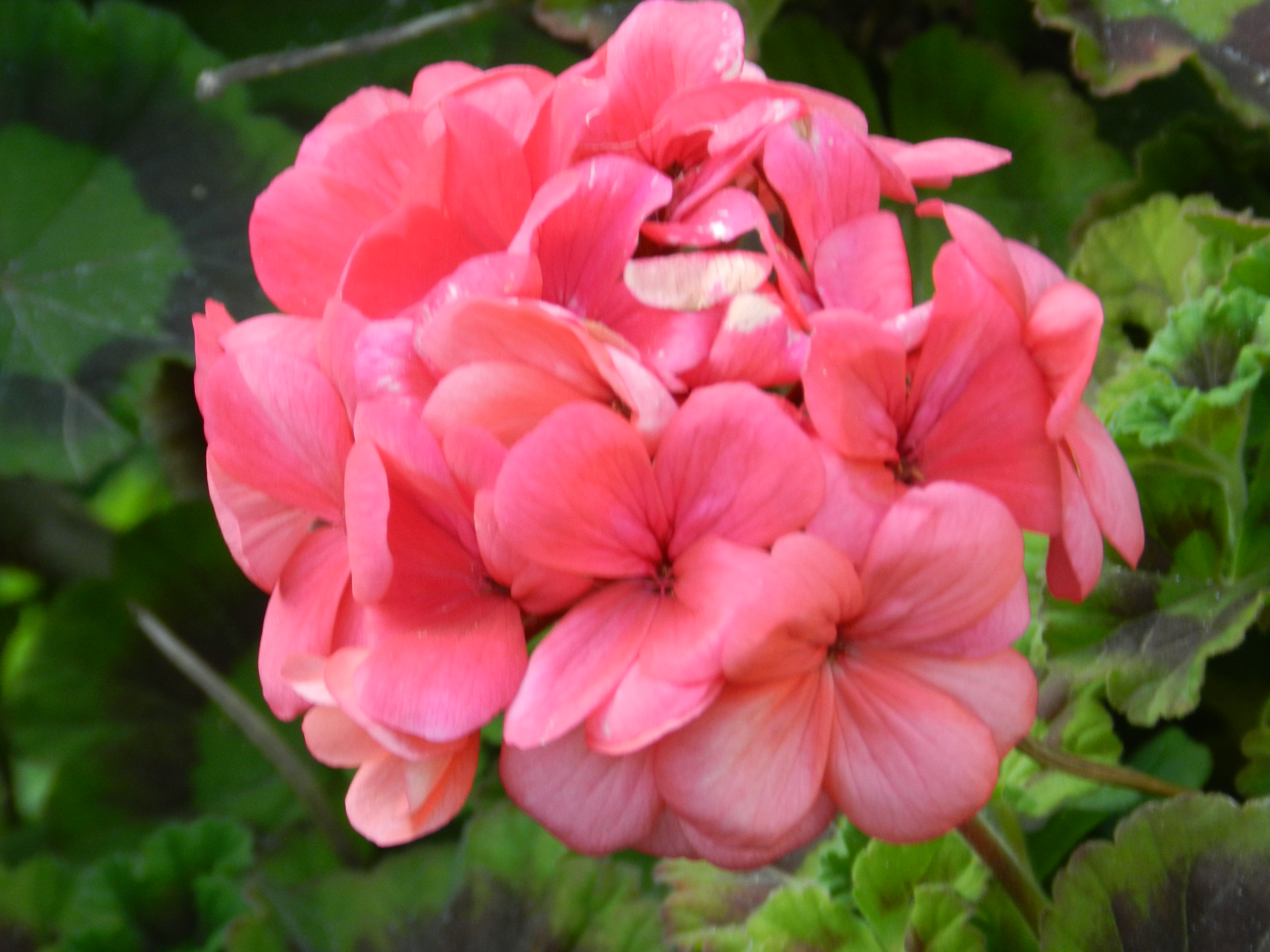 Close-up of pink geranium flowers
