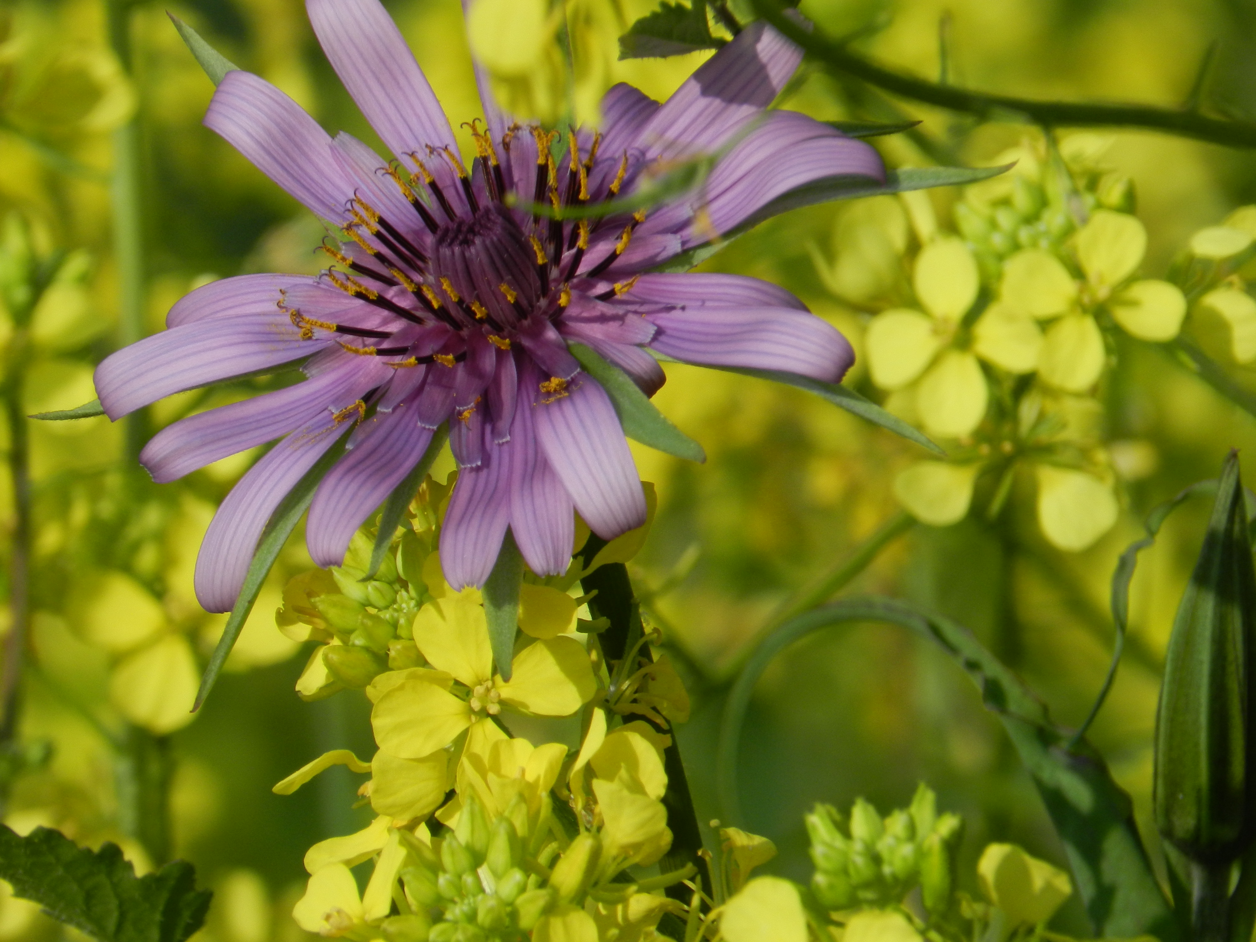Purple wildflower among yellow blossoms