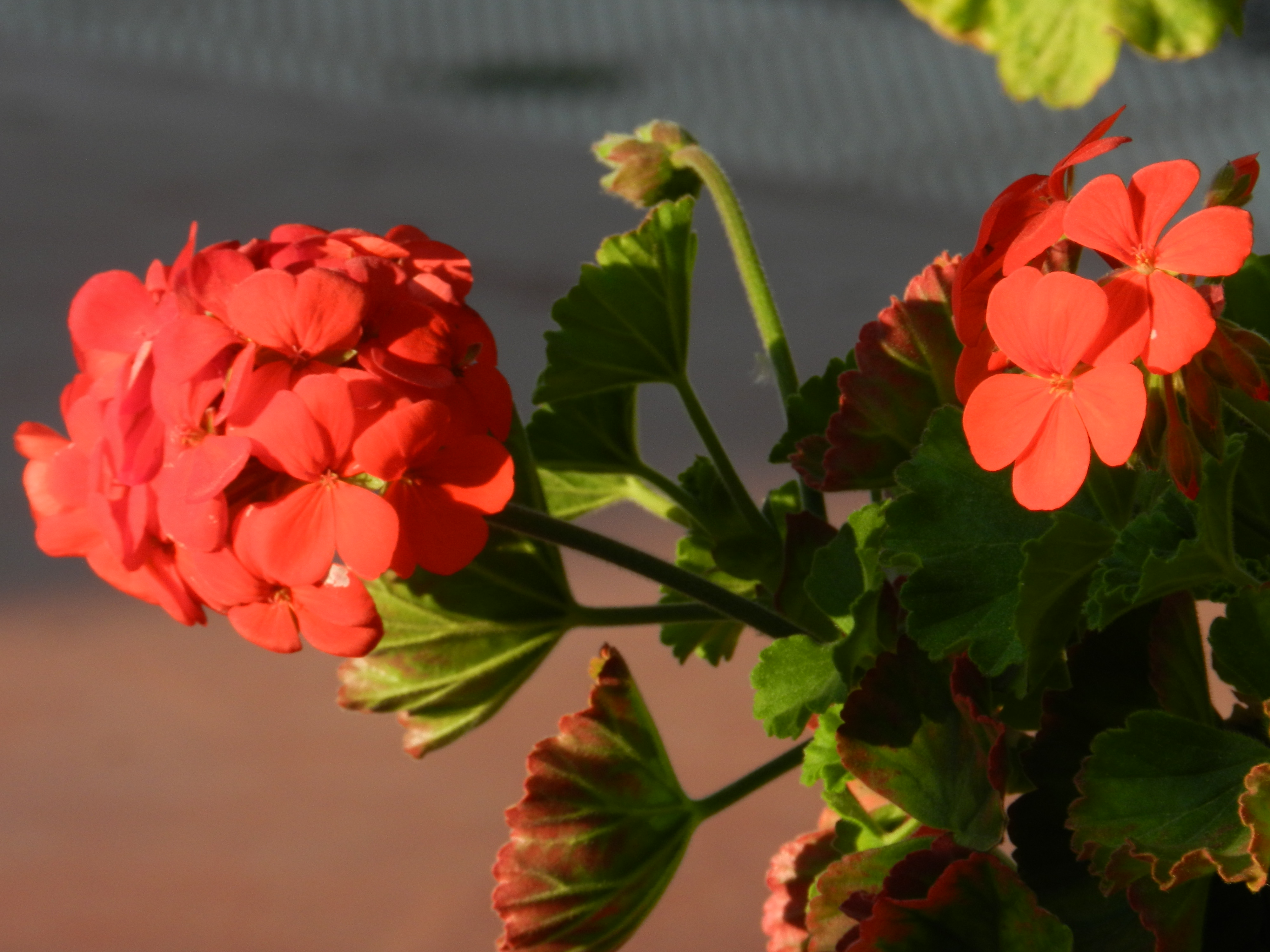 Close-up of red geranium flowers