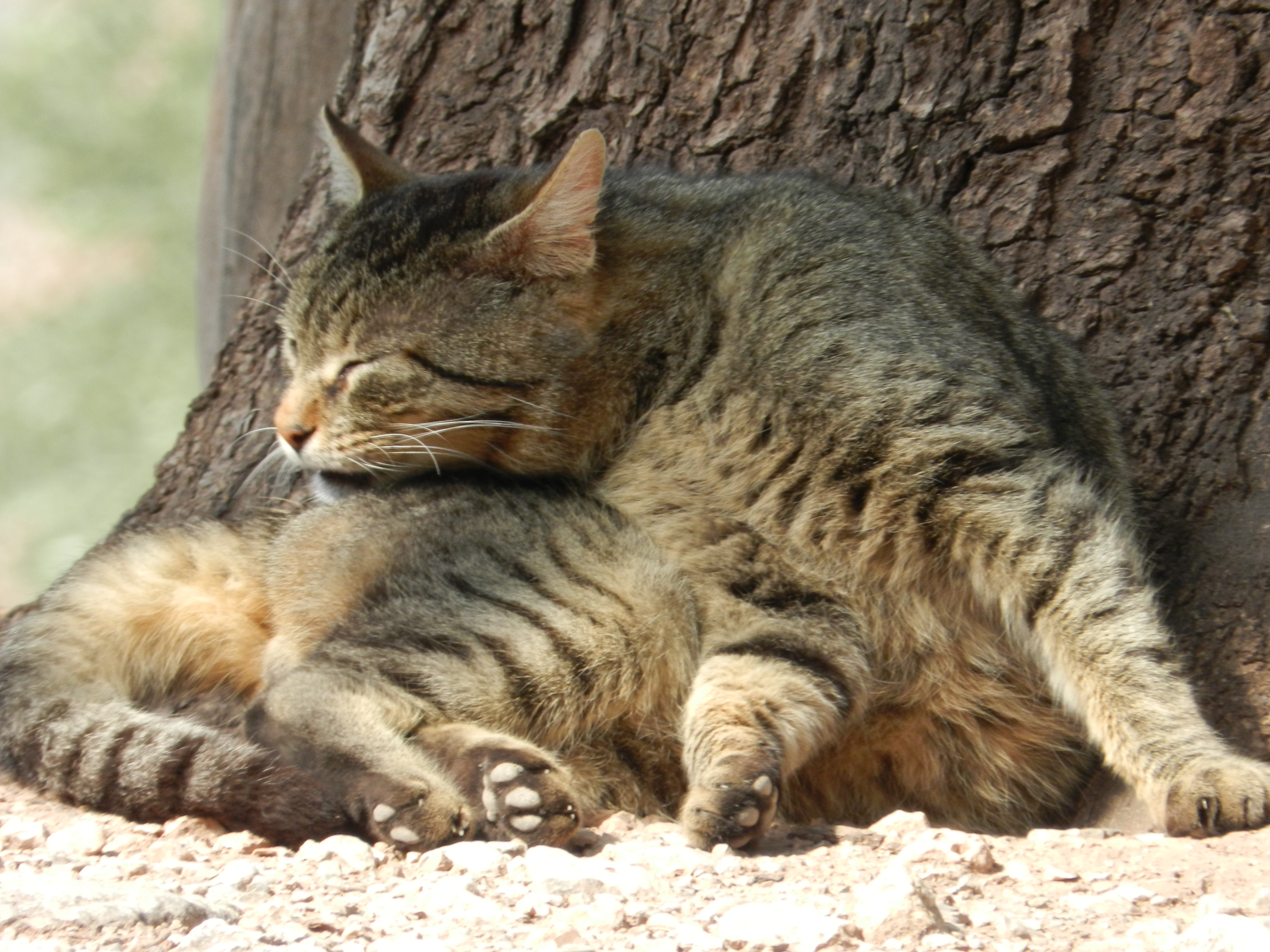 Tabby cat sleeping curled up against a tree trunk