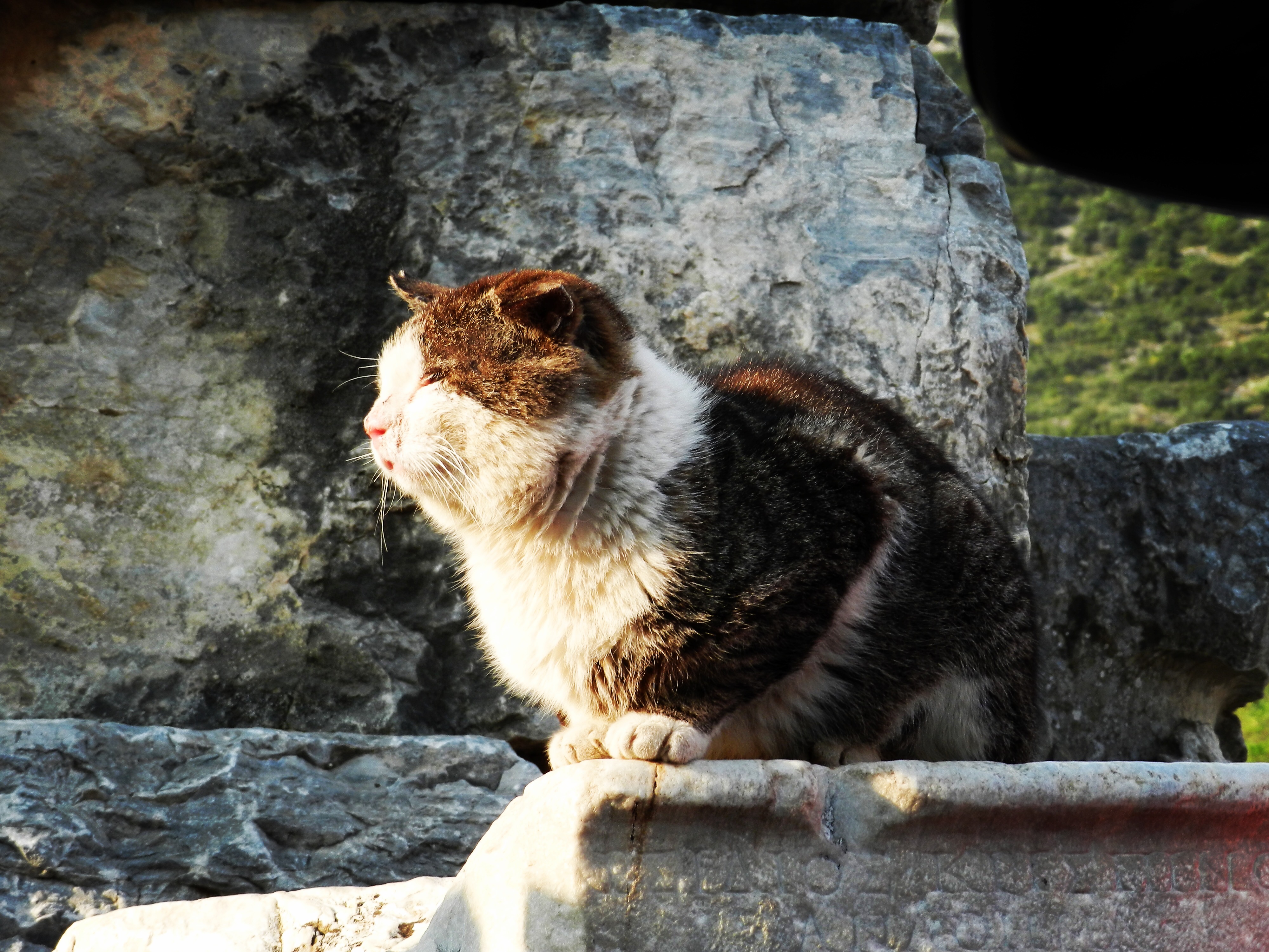 Stray cat resting on ancient stone ruins